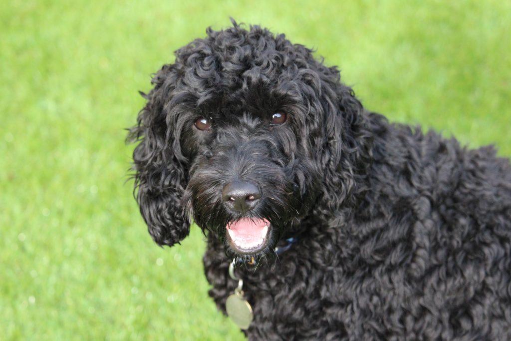 Dog walking service gallery